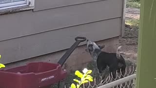 Dog loves his wagon