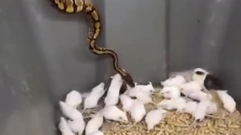Snake attack Rat