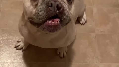 French Bulldog Minnie wanted to say hi to everyone