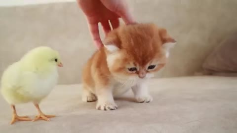 Cute kittens walk with a chick