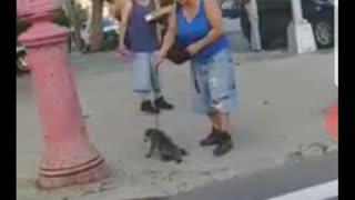 Lady Walking Raccoon