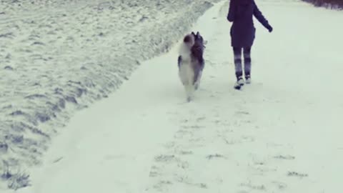 Loki the snow dog