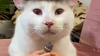 Pringles the Cat Purrs on the Mic