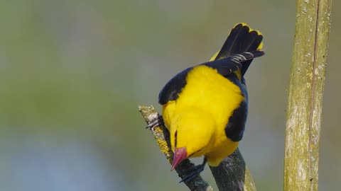 Golden oriole. Bird song and cal