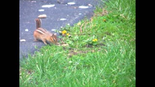 Baby Chipmunk's First Outing With Mom