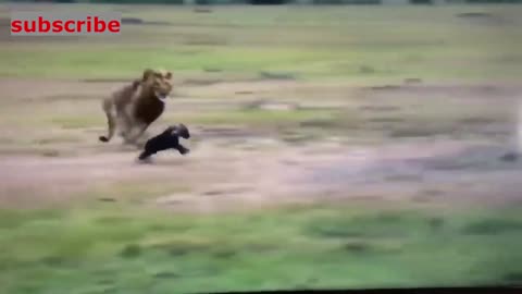 big lion attacking hyena cub