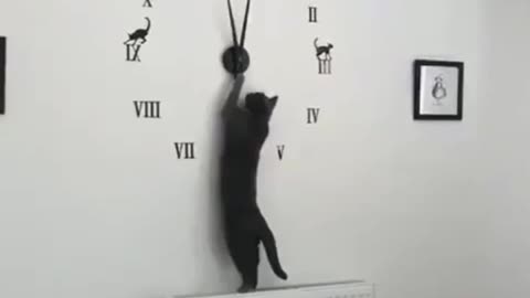 Cat playing with clock !! this cat keeps doing anything