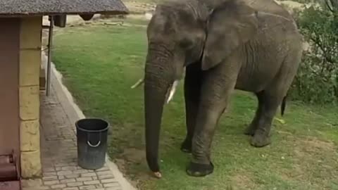 An elephant adding garbage 🗑️