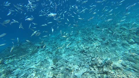 Amazing snorkeling