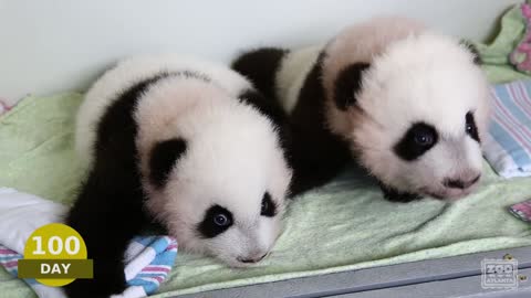 The first 100 Days of Mei Lun and Mei Huan Panda