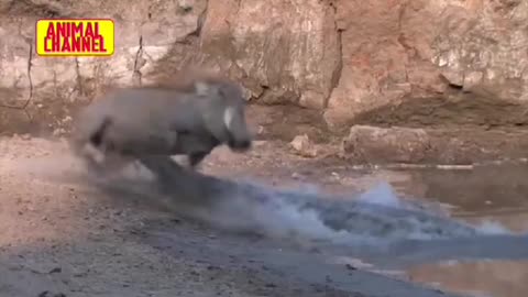 Warthog Survive from Crocodile attack || Furious Crocodile attack fail