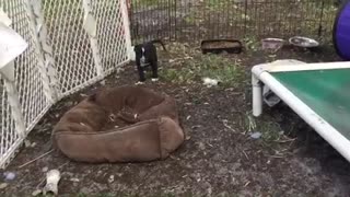 time lapse foster puppies