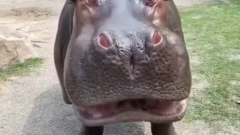 A hippopotamus crushes a watermelon with its big mouth