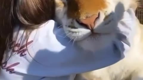 Cuddles with tiger-Funny pet Video