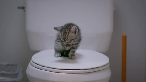 Dear Kitten: The Forbidden Water Bowl