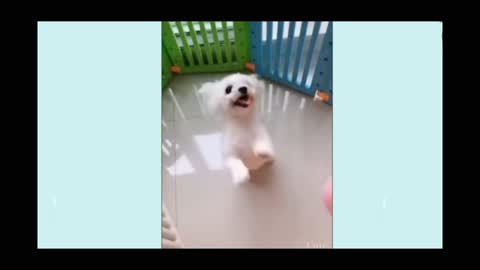 dancing queen /cutie dog