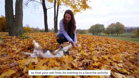 5 super easy tricks to train your dogs at home