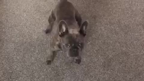 Hilarious French Bulldog Chases Laser Pen