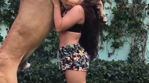 A very large dog hugs a girl