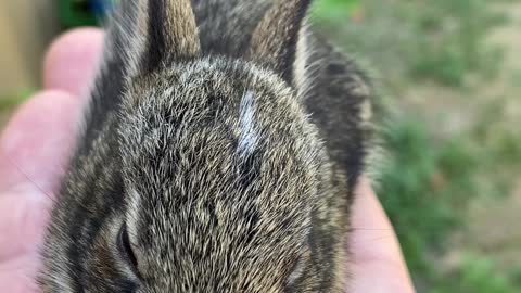 Baby Bunny goes to rehab