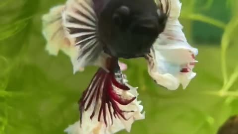 SIAMESE FIGHTING FISH