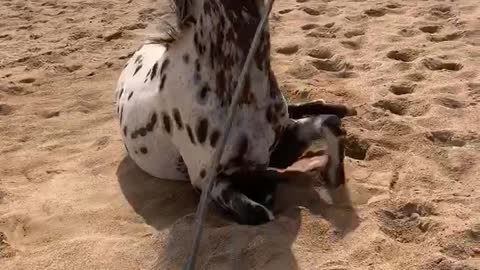 Appaloosa gelding loves his rolls