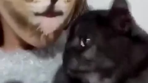 Cats Tripping Out On Cat Filters