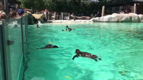 cute penguin swimming
