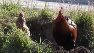 Cock crowing in the morning, my chickens