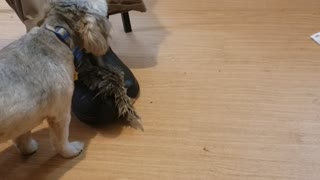 Dusty and Tug of War