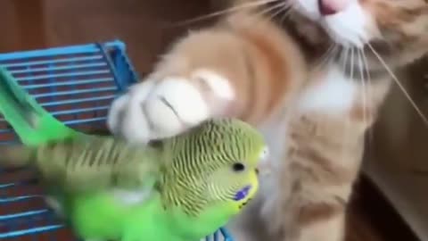 Adorable Cat Plays With A Bird