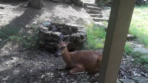 My pet deer Babe delivered a few days ago...where is it?