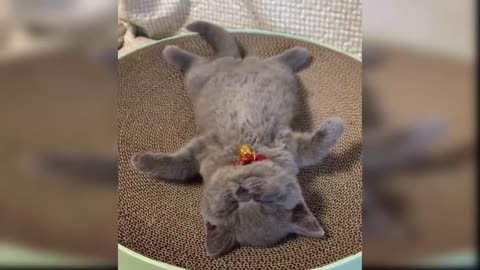 Baby Cats - Endearing and Hilarious Cat Videos