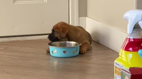 Lazy puppy eating