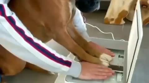 Dog scans his paws with human