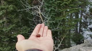 Canada Jays Snatching Some Snacks