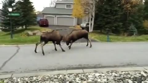 The bullfight in Alaska neighborhoods...