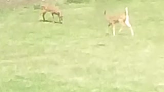 Baby deer follow mom back into the woods