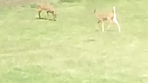 Baby deer follow mom back into the woods