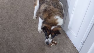 Patient Pooch Preciously Waits for Meal