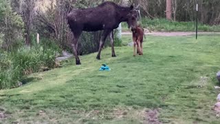Momma Moose Drops by With Baby for Breakfast