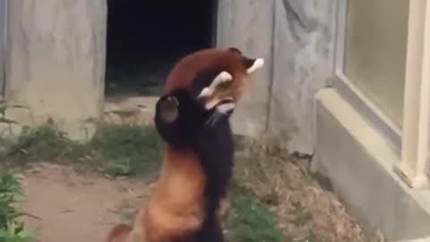 Curioso panda ninja