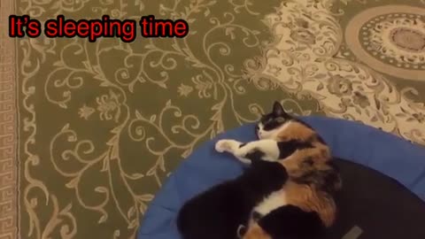 Watch cats sleeping a home