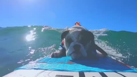 Coolest bulldog ever loves to go surfing