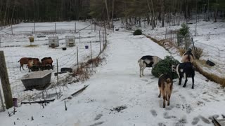 Dairy goats love Christmas trees