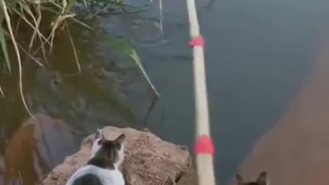 Viral fishing using a bamboo stick