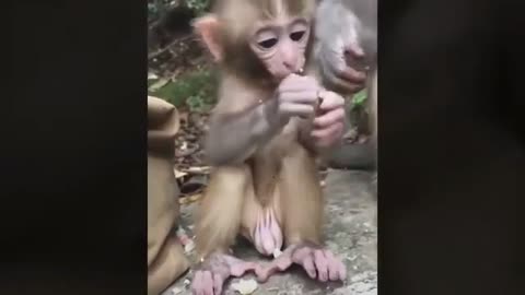 funny baby monnkey eating food