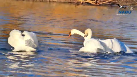 Swan fights in water