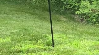 Slinky Stops Squirrel from Snagging Seeds