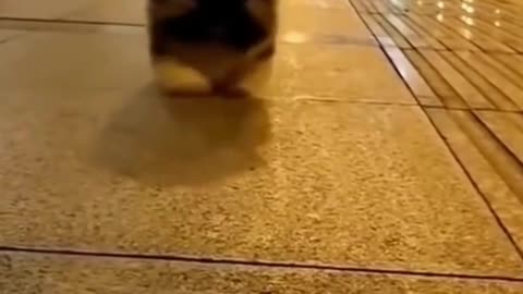 Cute walking puppy